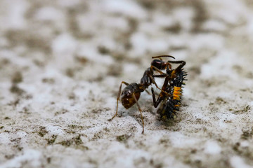 Ant with ladybug Larva