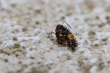 Ant with ladybug Larva