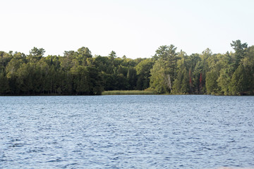 lake in the forest