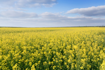 Obraz premium photo canola field / bright hot summer day landscape in nature