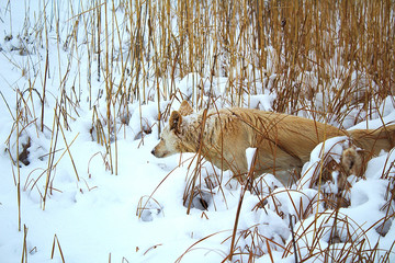 red foxy dog hunting in the winter reeds © PeterPike