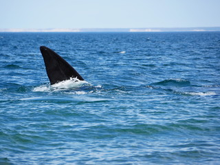 Southern right whale in Patagonia