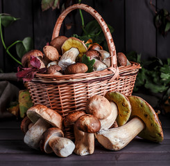Autumn Cep Mushrooms. Basket with porcini mushrooms on the background of a tree. Close -up on wood...