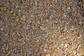 Seaside shells and pebbles texture photo. Coral and shells in sand seaside under tropical sun.