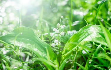 Morning in spring forest. lilies of the valley close-up in bright sunlight 
