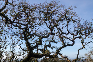 Close view of the tree's branches which create a wooden lace against a blue sky on the bright...