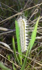 caterpillar on a leaf