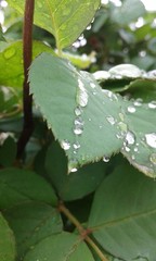 green leaf with water drops