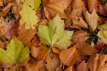 autumn leaves on ground