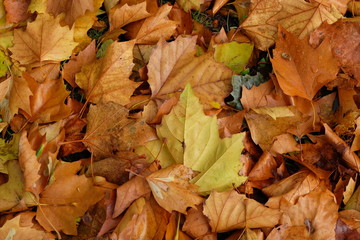 autumn leaves background