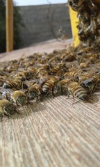 bees