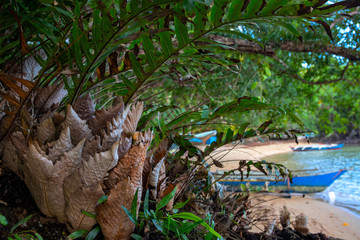 Tropical tree green and dry leaves, seaside landscape background. Rustic fisherman village view through jungle bush.