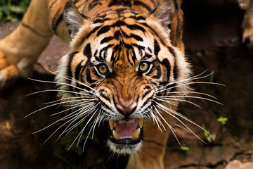 angry sumatran tiger