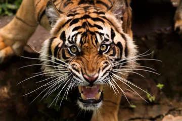 Zelfklevend Fotobehang boze Sumatraanse tijger © pito