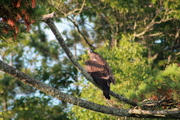 Eaglet