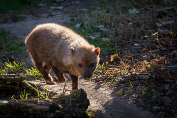 Naklejka premium Zorro vinagre también conocido como Bush Dog
