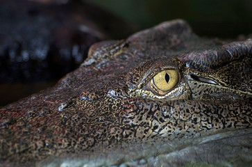 Alligator eye sticking out of water