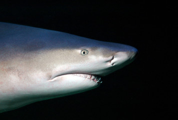 Lemon shark swimming in blackwater ocean
