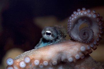 Octopus in ocean up close