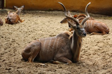 Antilope dans son enclos au zoo