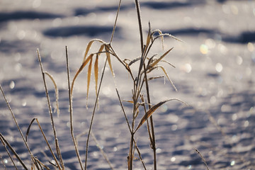 Fototapeta premium 霧氷