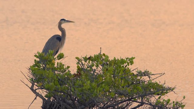 Majestic shot of Great Blue Heron standing on a green bush at sunset with golden water slowly flowing past behind the bird
