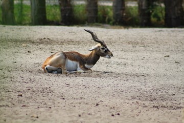 Antilope dans son enclos au zoo