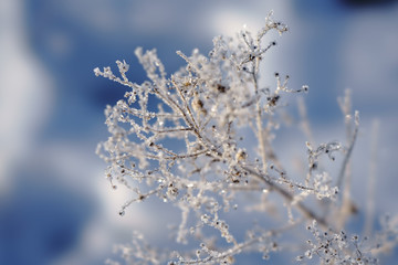 霧氷