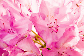 Pink Rhododendron Flower with Focus on Stigma Anther and Filaments