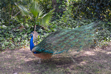 Peacock raising it's fan
