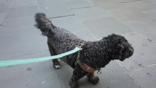 Black dog waiting for his walk looking for his owner