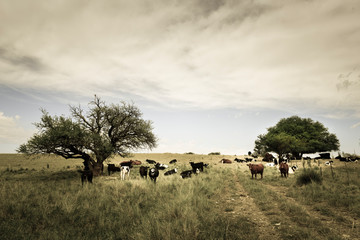 Fototapeta na wymiar Steers fed on pasture, La Pampa, Argentina