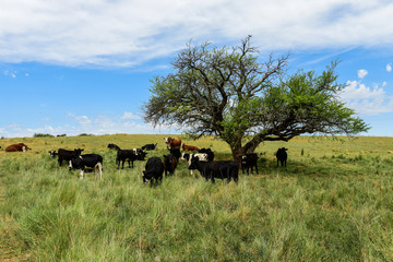 Steers fed on pasture, La Pampa, Argentina