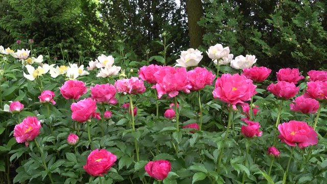 4 K Rows Of White And Pink Peonies Panorama