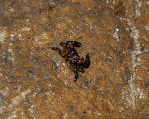 crab in the stone