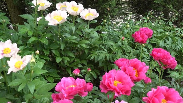 4 K White And Pink Peonies Swaying In Wind With Greenery