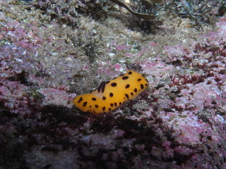 Yellow Nudibranch with black dots-Black spot Jorunna-Jorunna sp in Sydney, Australia