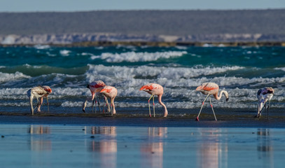 Naklejka premium Flamingos in seascape,Patagonia, Argentina