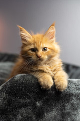 katze maine coon ginger tabby