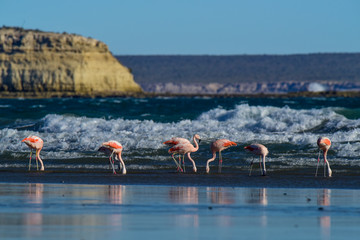 Flamingos in seascape,Patagonia, Argentina