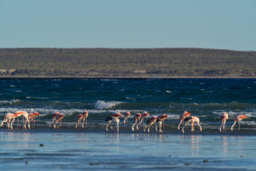 Flamingos in seascape,Patagonia, Argentina