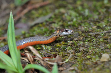 Redbelly snake macro head portrait
