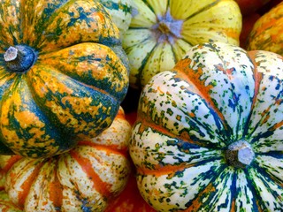 bunte kürbisse in herbstlichen farben/gesunde ernährung, saisonales gemüse/ertragreiche ernte, guter ertrag