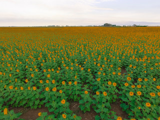 Sunflower cultivation, Aerial view, in pampas region, Argentina