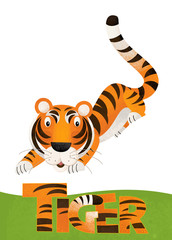 cartoon scene with tiger card on white background with name of animal - illustration for children