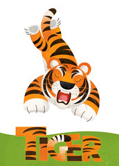 Fototapeta na wymiar cartoon scene with tiger card on white background with name of animal - illustration for children