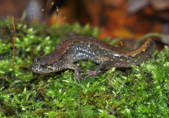 Northern dusky salamander field guide macro portrait
