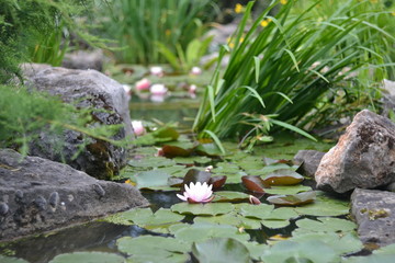 Photo water lilies