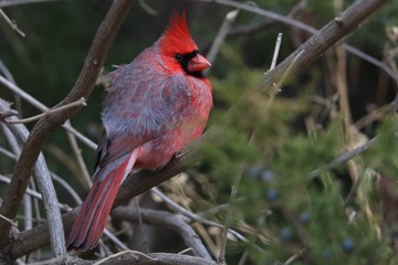 Cardinal