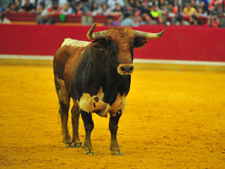 bull in spain